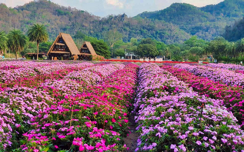 北海道花田